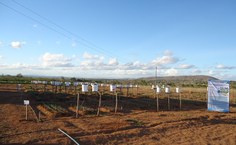 Vista geral da área para determinar a função de produção de diversas culturas hortícolas (alface, cebolinha, coentro, rabanete)