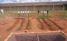 Vista da área para determinar os coeficientes de cultivo (Kc) das culturas pimenta (à esquerda) e pimentão (à direita)