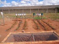 Vista da área para determinar os coeficientes de cultivo (Kc) das culturas pimenta (à esquerda) e pimentão (à direita)