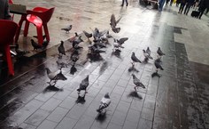 Rundle Mall, Adelaide