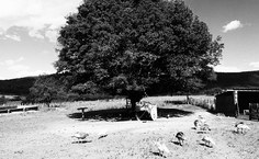 Ensaio 'O sertão', por Henrique Interaminense