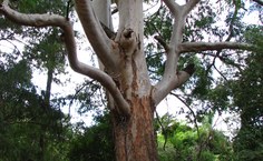 A espécie Eucalyptus saligna