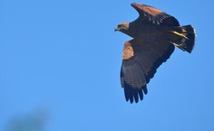 Gavião Caboclo. Foto do arquivo pessoal do professor Renato Gaban Lima