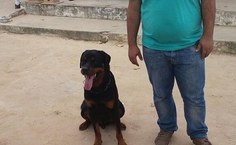 Aluno em visita ao Canil