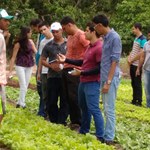 Estudantes de Agronomia participam de atividade nos APLs da mandioca e horticultura