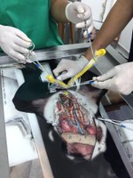 Pós-graduanda em Veterinária cria modelo alternativo para cirurgia em animais