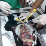 Pós-graduanda em Veterinária cria modelo alternativo para cirurgia em animais
