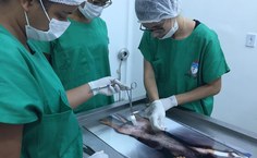 Parte fixa plataforma em acrílico com ilustração tridimensional do animal em posição anatômica cirúrgica em tamanhos reais