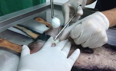 Testículos montados com esferas de isopor contendo vascularização simulada com elásticos