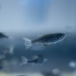 Pesquisadores do ICBS promovem webnários sobre Ecotoxicologia