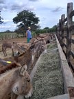 Animais sendo alimentados após serem encontrados em situação de maus-tratos