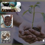 Alunos do Campus do Sertão fazem compostagem para fertilizar solos