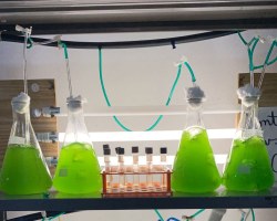 Árvore de Natal de microalgas dá início a projeto de pesquisas