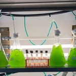 Árvore de Natal de microalgas dá início a projeto de pesquisas