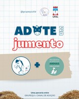 Projeto lança campanha de adoção de jumentos que seriam abatidos