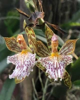 Estudantes participam do primeiro registro de uma espécie de Orquídea em AL