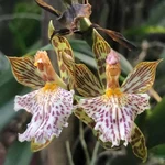 Estudantes participam do primeiro registro de uma espécie de Orquídea em AL