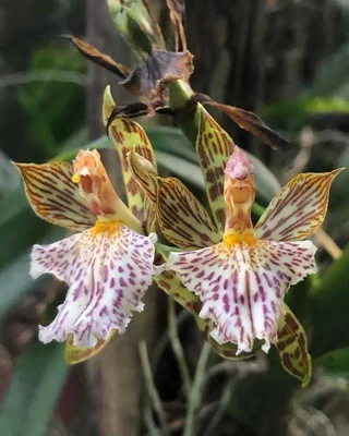 A Orquídea, que nunca tinha sido vista na flora alagoana, foi encontrada no município de São Sebastião, em Alagoas