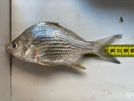 Peixe Carapeba