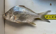 Peixe Carapeba