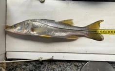 Peixe Robalo