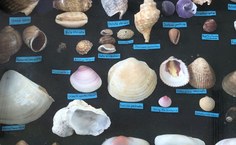 1ª Jornada Pibid Ciências