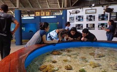 Projeto Tamar - Aracaju