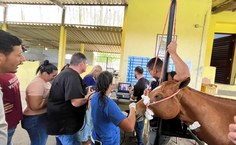 Ufal terá primeira turma em Pós-graduação em Práticas Hospitalares Veterinárias