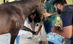 Ufal terá primeira turma em Pós-graduação em Práticas Hospitalares Veterinárias