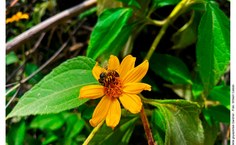 Foto de William Calixto selecionada entre as dez melhores para compor uma exposição no evento