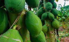 SAF Terra Mãe vem se consolidando como uma iniciativa que integra ensino, pesquisa e extensão