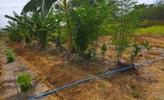 SAF Terra Mãe vem se consolidando como uma iniciativa que integra ensino, pesquisa e extensão