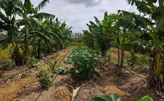 SAF Terra Mãe vem se consolidando como uma iniciativa que integra ensino, pesquisa e extensão