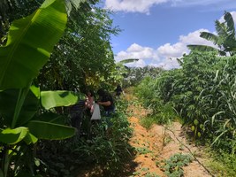 Sistema Agroflorestal em Arapiraca fortalece produção sustentável