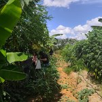 Sistema Agroflorestal em Arapiraca fortalece produção sustentável