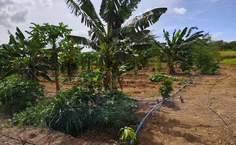 SAF Terra Mãe vem se consolidando como uma iniciativa que integra ensino, pesquisa e extensão