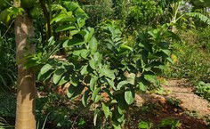 SAF Terra Mãe vem se consolidando como uma iniciativa que integra ensino, pesquisa e extensão