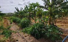 SAF Terra Mãe vem se consolidando como uma iniciativa que integra ensino, pesquisa e extensão