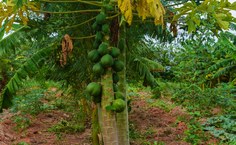 SAF Terra Mãe vem se consolidando como uma iniciativa que integra ensino, pesquisa e extensão