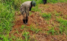 SAF Terra Mãe vem se consolidando como uma iniciativa que integra ensino, pesquisa e extensão