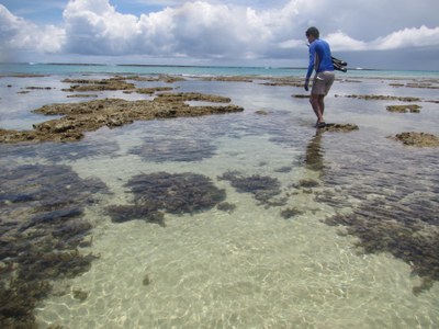 Coleta para identificar novas espécies de esponjas em Alagoas