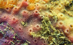 Haliclona abscondita