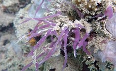 Haliclona djavani., espécie encontrada no Porto de Maceió, que homenageia o artista Djavan