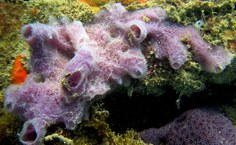 Espécie Haliclona helenae