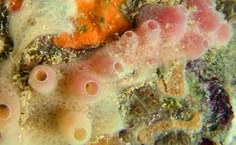 Espécie Haliclona_ivanae