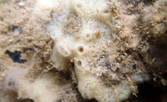 Haliclona ladislaui, uma homenagem a Ladislalu Netto