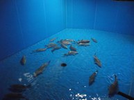 Tanque do aquário de La-Coruña