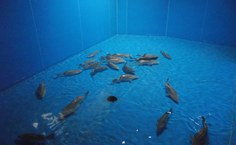 Tanque do aquário de La-Coruña