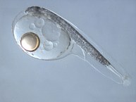 Larva de cherne oriunda da primeira desova em laboratório no mundo feito pela equipe em 2011
