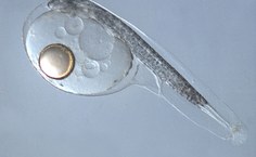 Larva de cherne oriunda da primeira desova em laboratório no mundo feito pela equipe em 2011
